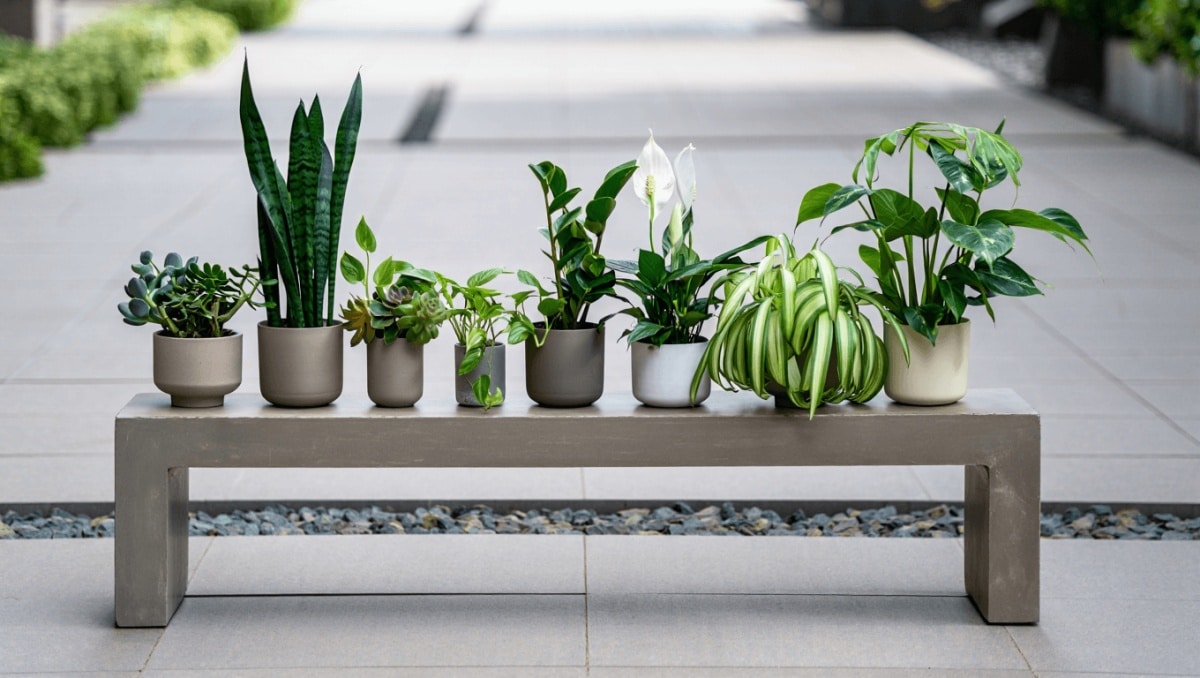 Jardín minimalista con plantas de bajo mantenimiento