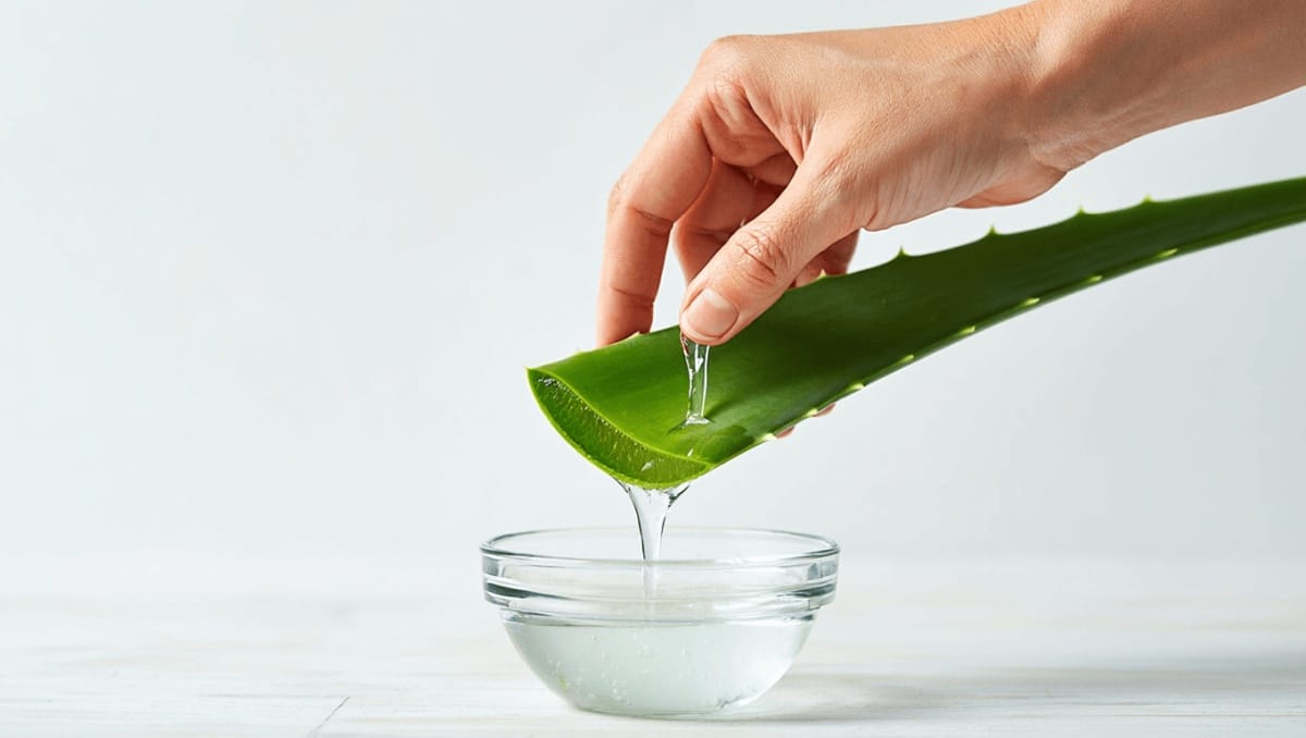 planta de aloe vera y extracción de gel