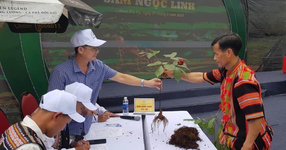 Cultivo de ginseng Ngoc Linh