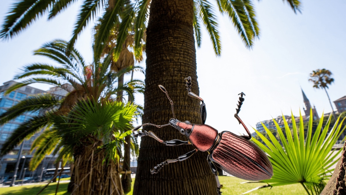 Picudo rojo en palmeras