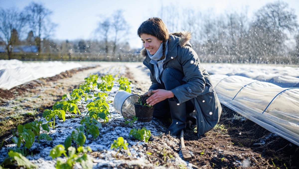 Calendario de siembra de plantas navideñas