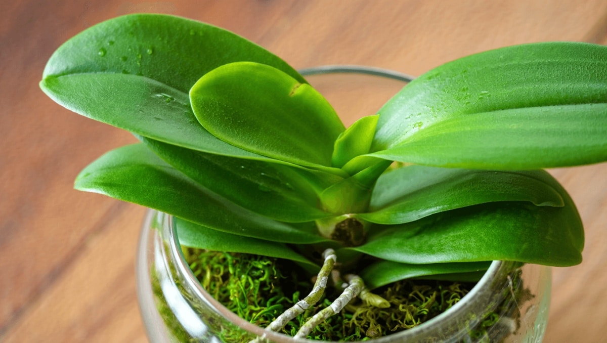 ¿Por qué no florece tu orquídea? Motivos ocultos y soluciones