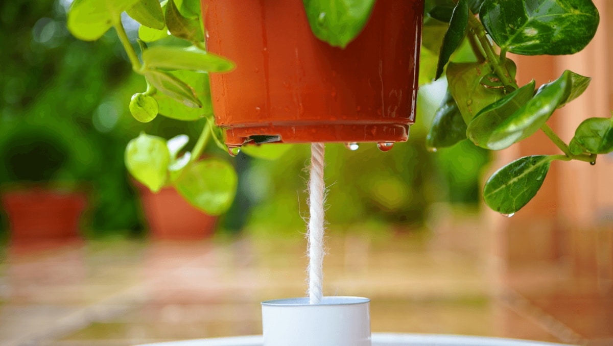 regar con mecha si te vas de vacaciones