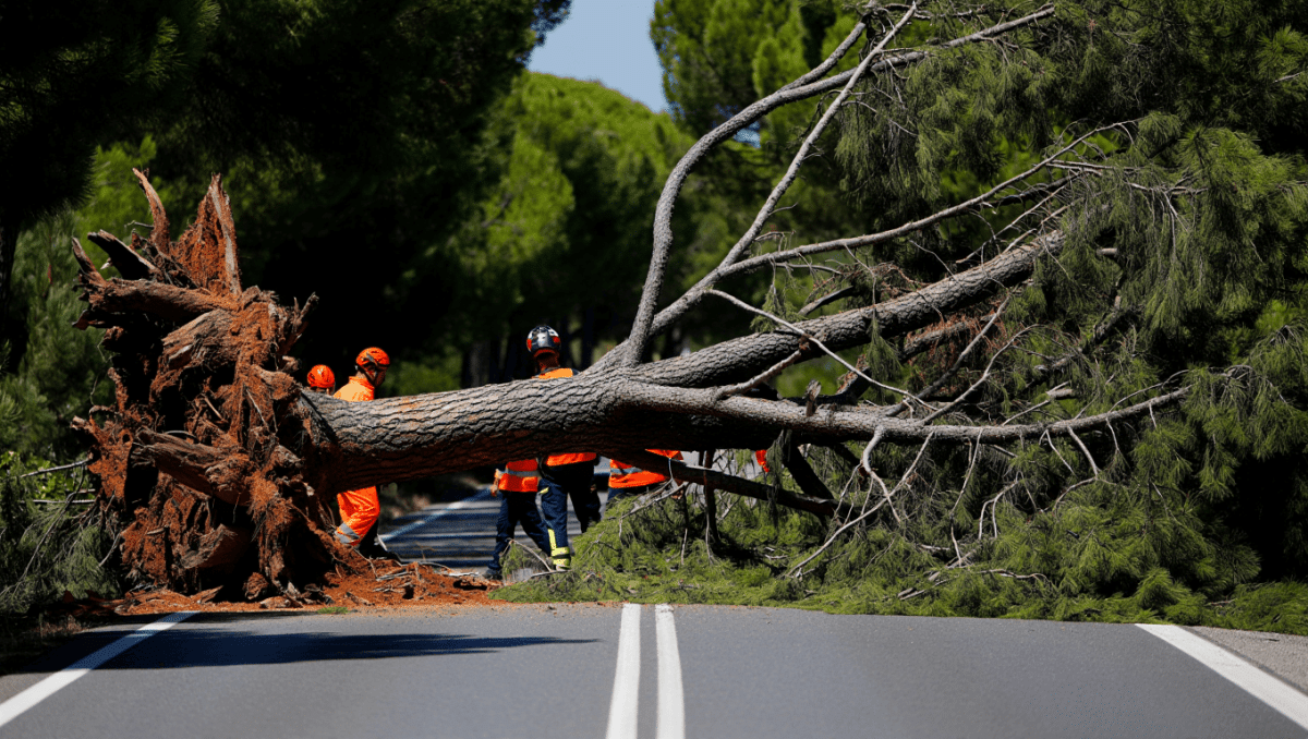 Temporal de viento y caída de árboles: carreteras cortadas, daños y sustos en España