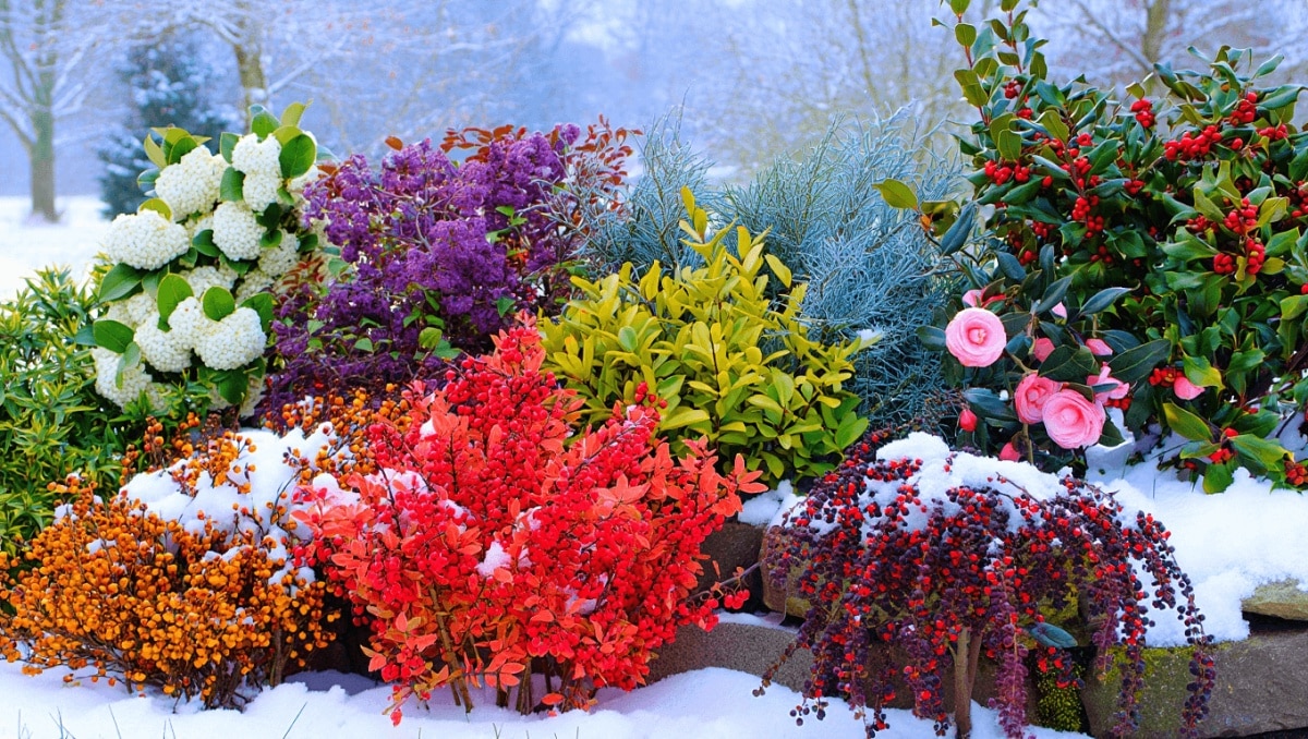 arbustos de invierno coloridos para climas frios