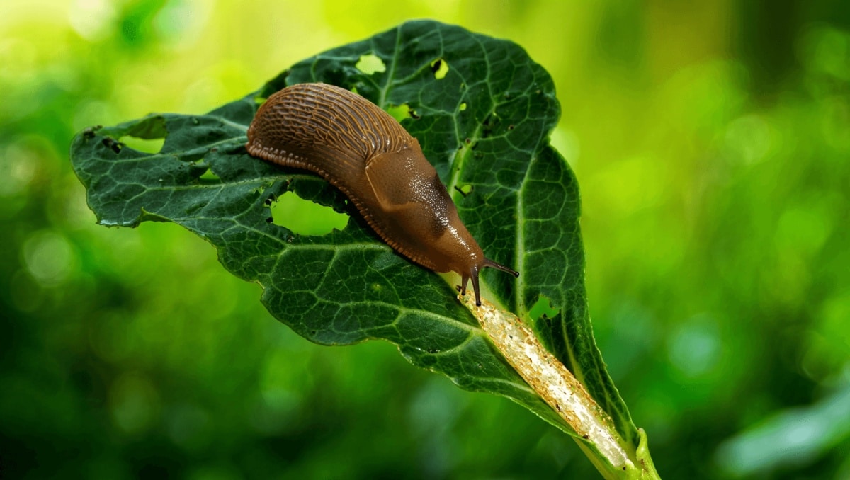 Control de babosas y caracoles en el jardín