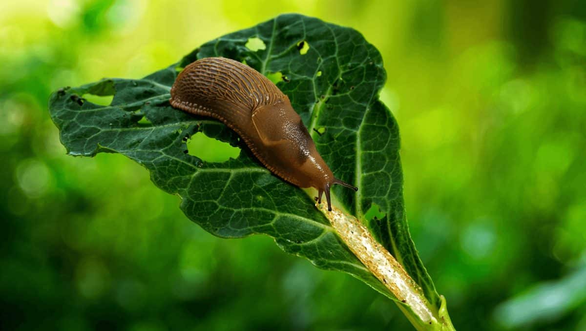 Control de babosas y caracoles en el jardín