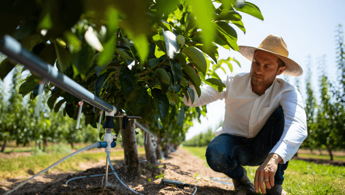 fertirrigacion para frutales