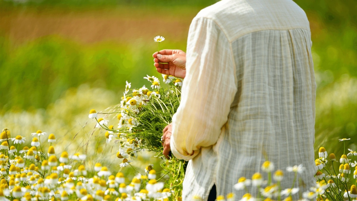 Cosecha de manzanilla para tés y aceites
