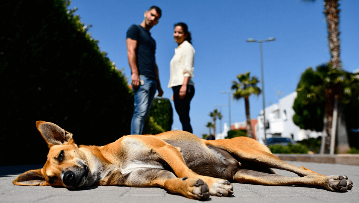 Investigada una pareja en Las Palmas de Gran Canaria por no cuidar ni alimentar a su perro, que acabó muriendo