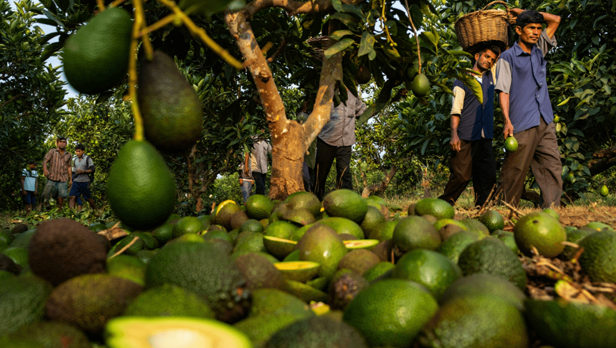 precio del aguacate en el mercado