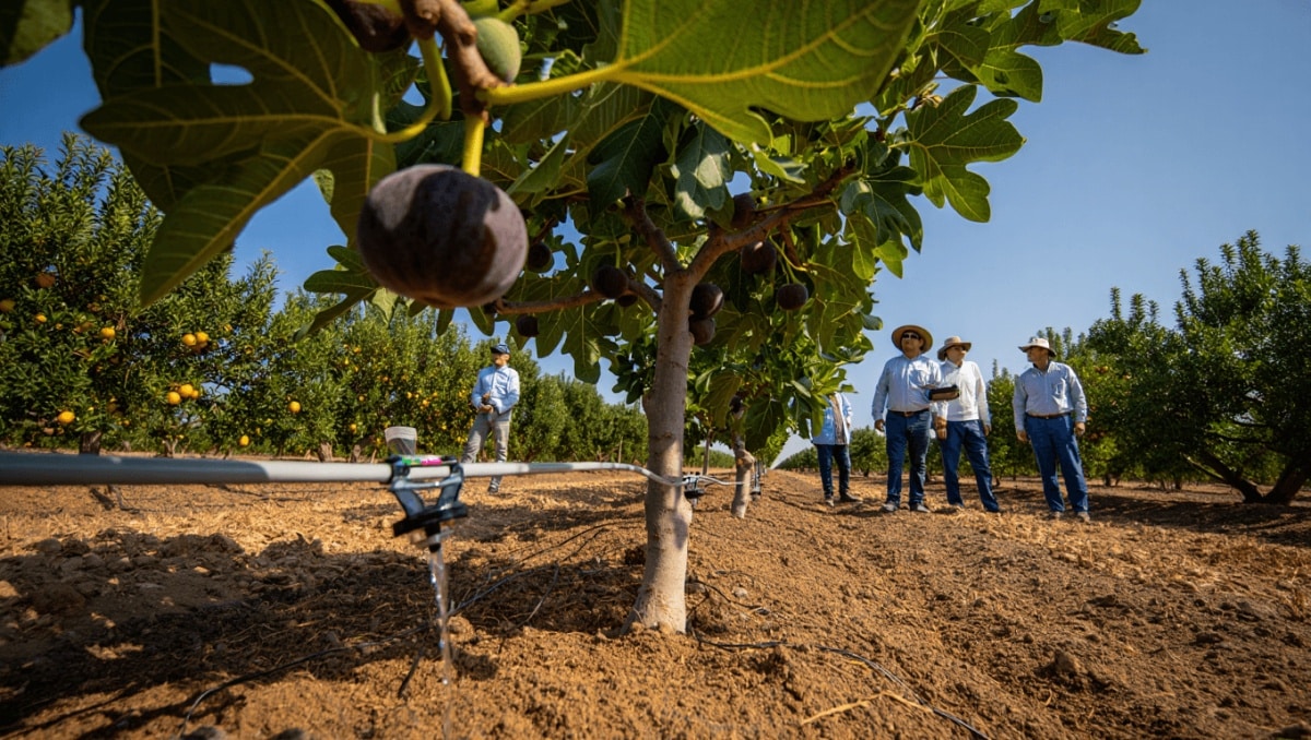 investigaciones sobre el riego en higueras y frutales de hueso