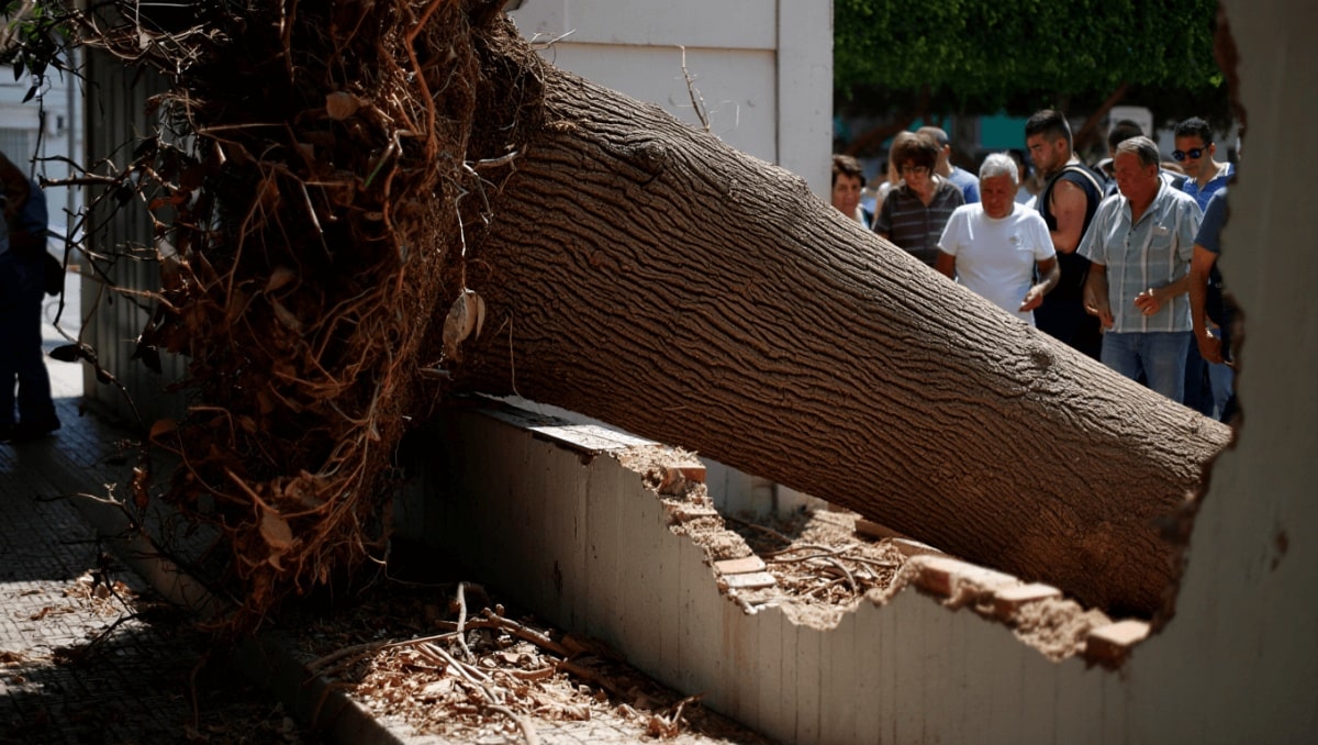 árbol caído en colegio de Huelin