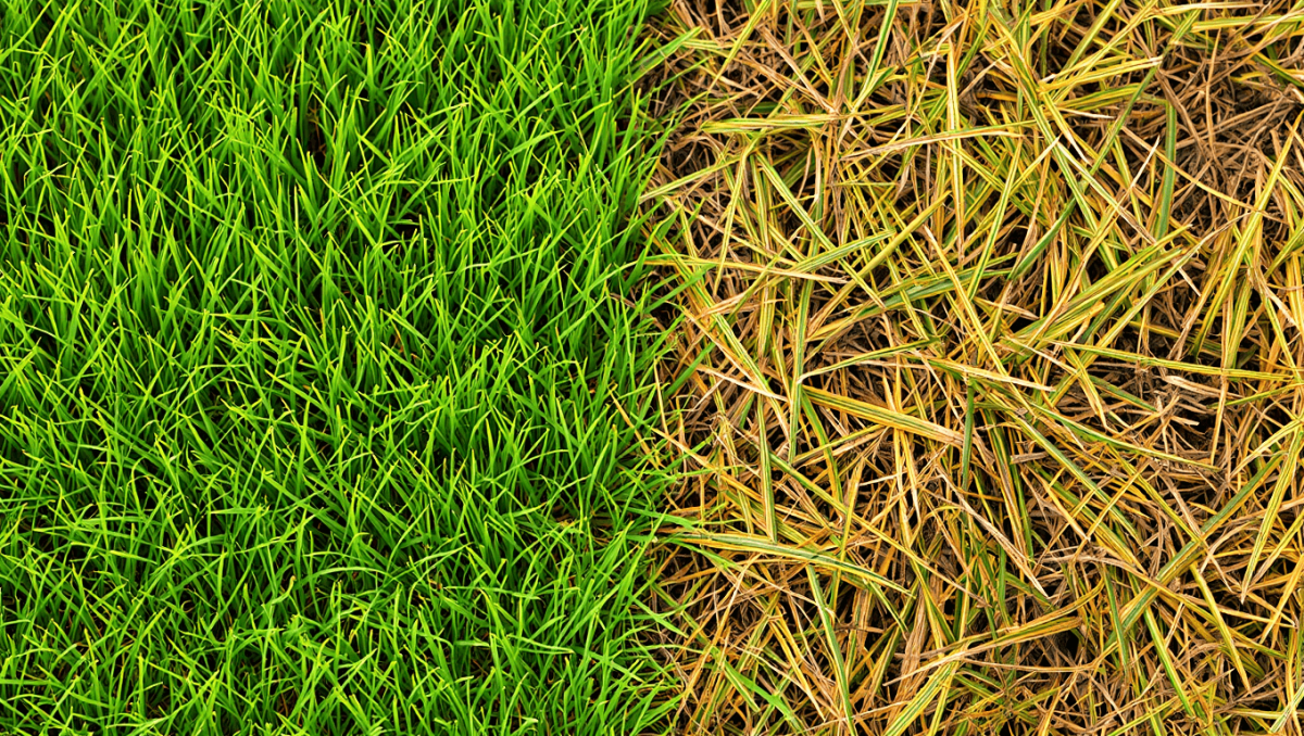 Césped amarillento recuperado