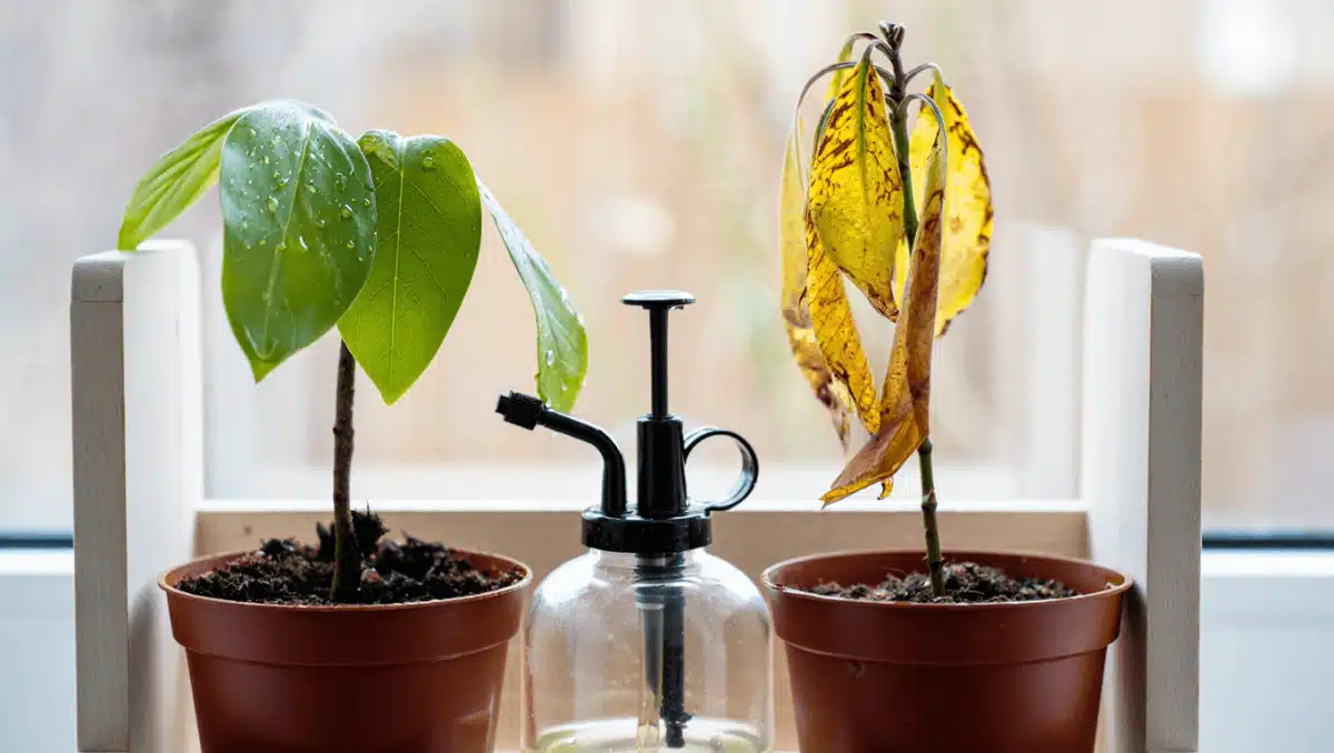 consejos para mantener la humedad en plantas de interior