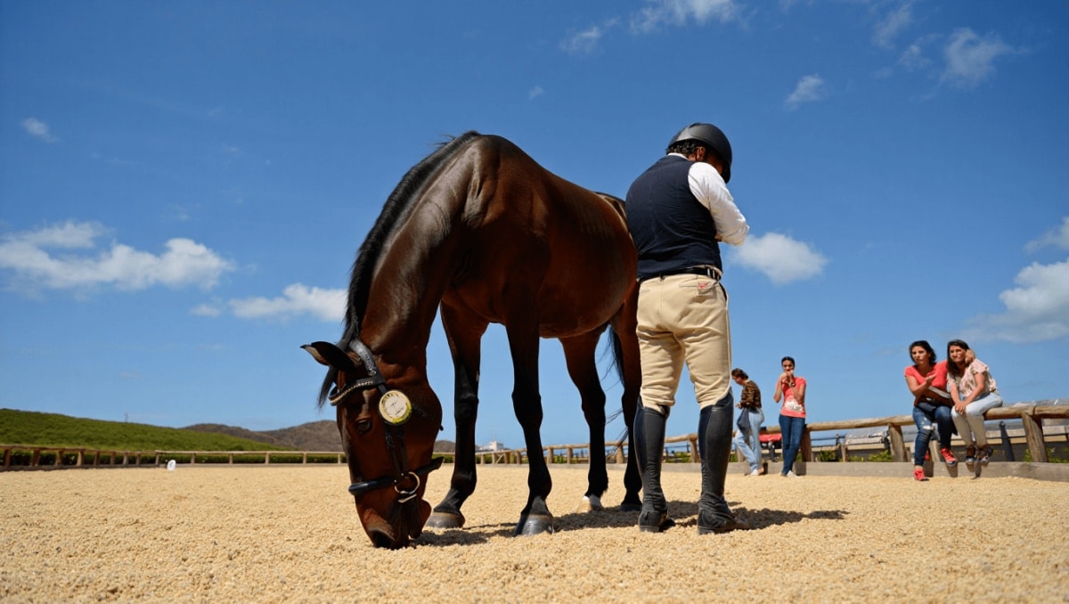 Detienen a un hombre por maltrato a un caballo durante la celebración de un evento deportivo