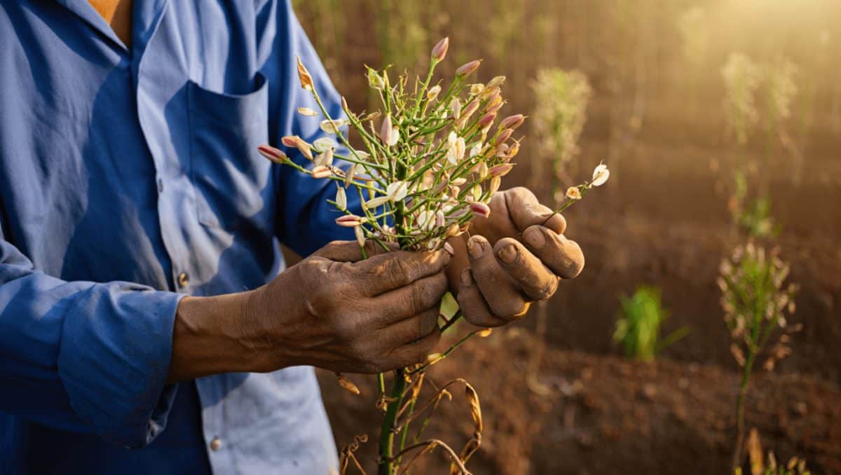 cultivo y cuidado de las plantas de sesamo