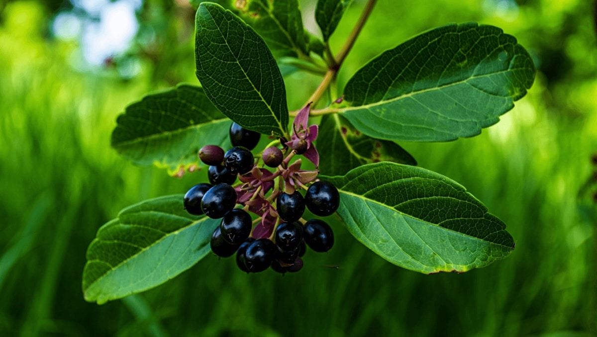 Belladona aspecto y toxicidad