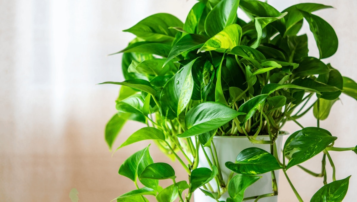 Cómo hacer que el potus se vea más copioso y frondoso