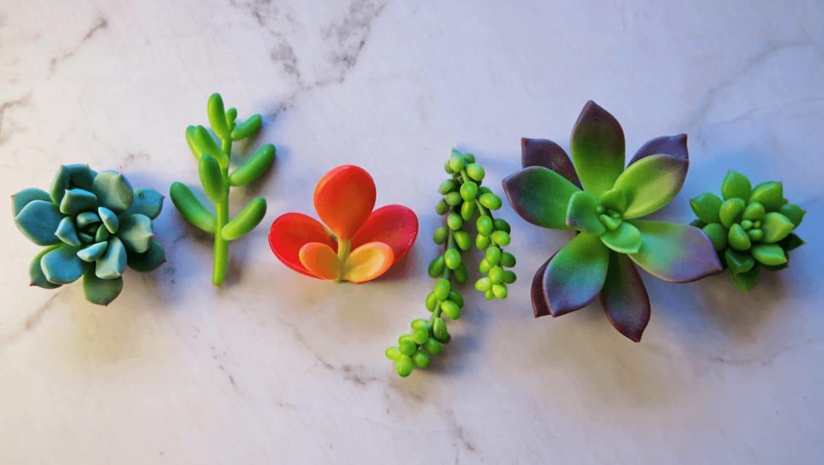 plantas de interior suculentas