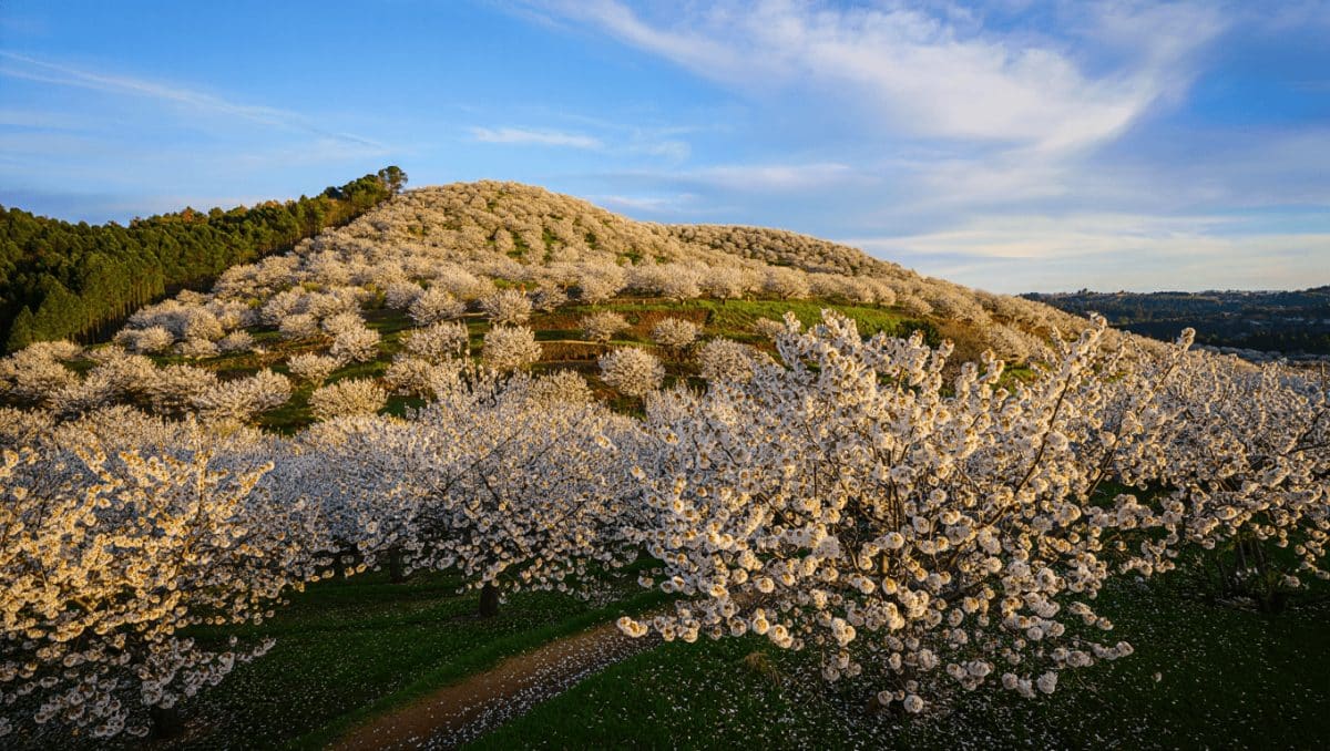 Cerezo en flor en el Valle del Jerte