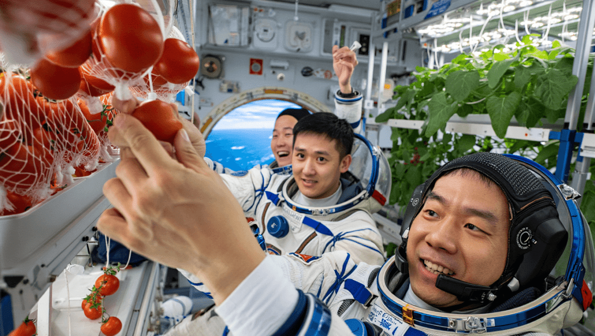 Cosecha de tomates en la estación espacial
