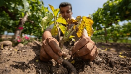 Errores comunes al plantar árboles en el jardín