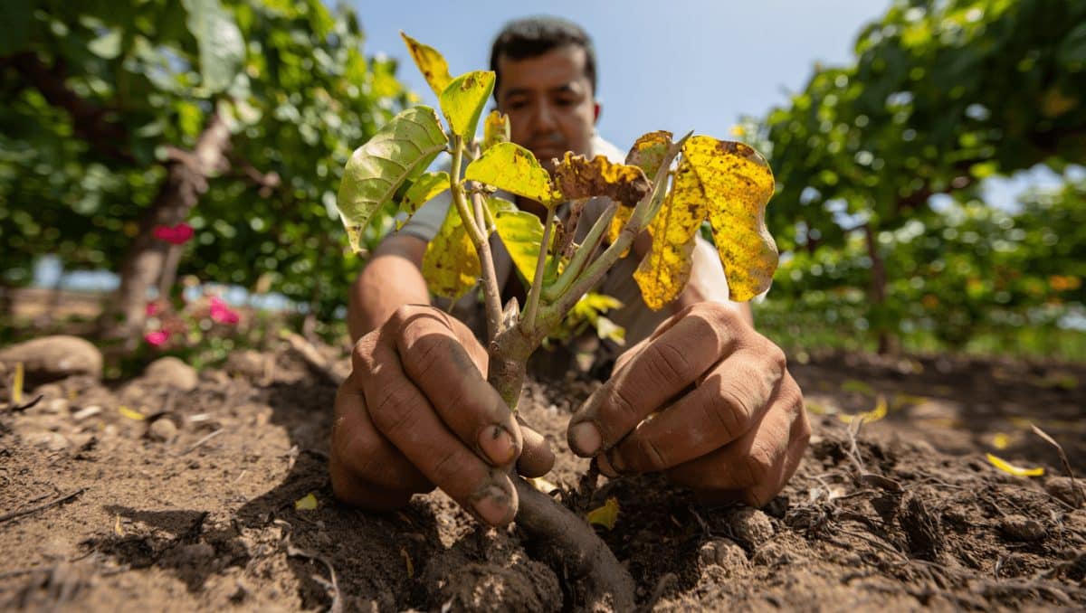 Errores comunes al plantar árboles en el jardín