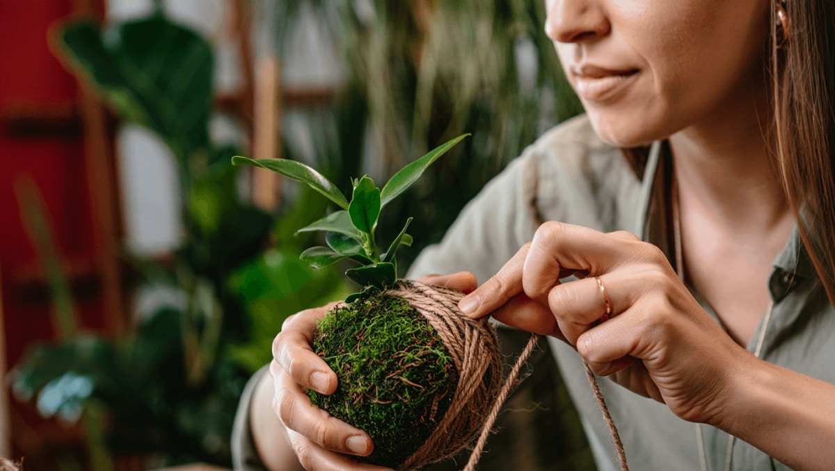 kokedama decorativa