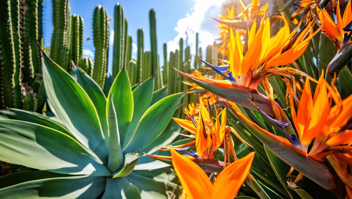 Plantas para sol fuerte en verano
