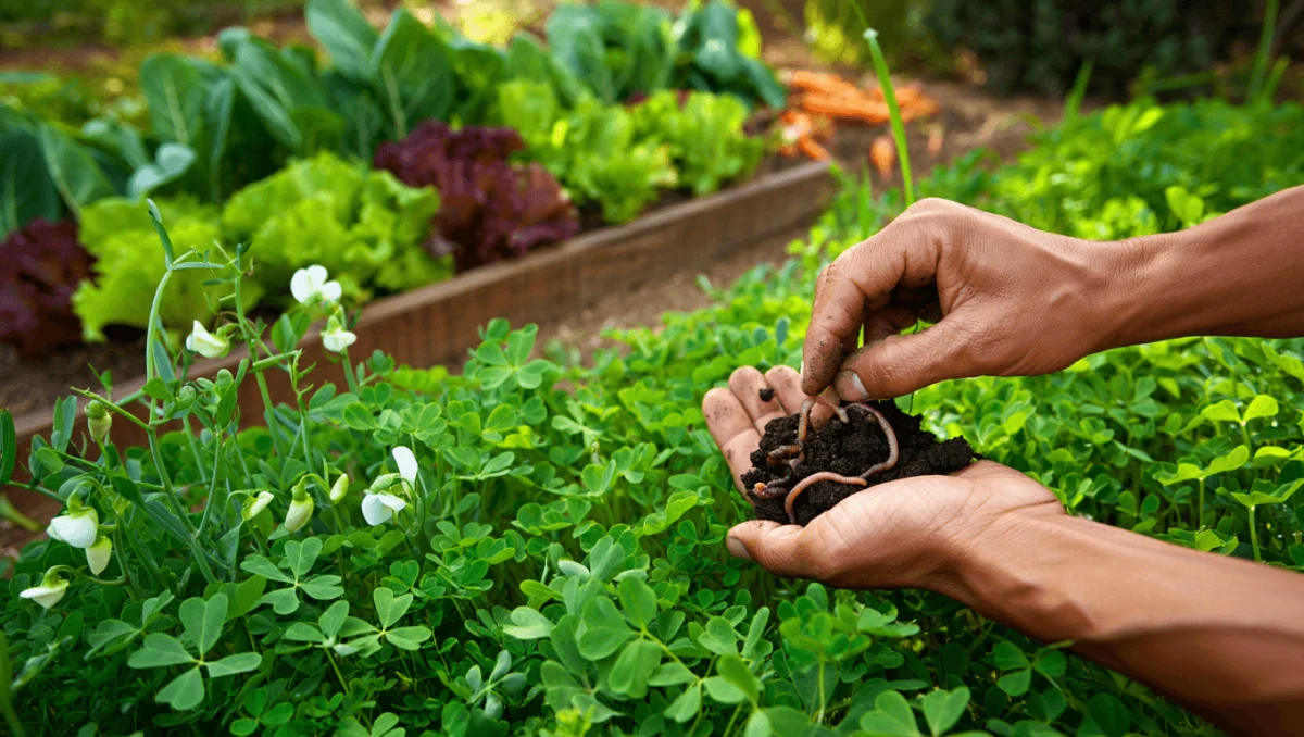 cultivos de cobertura en el jardín