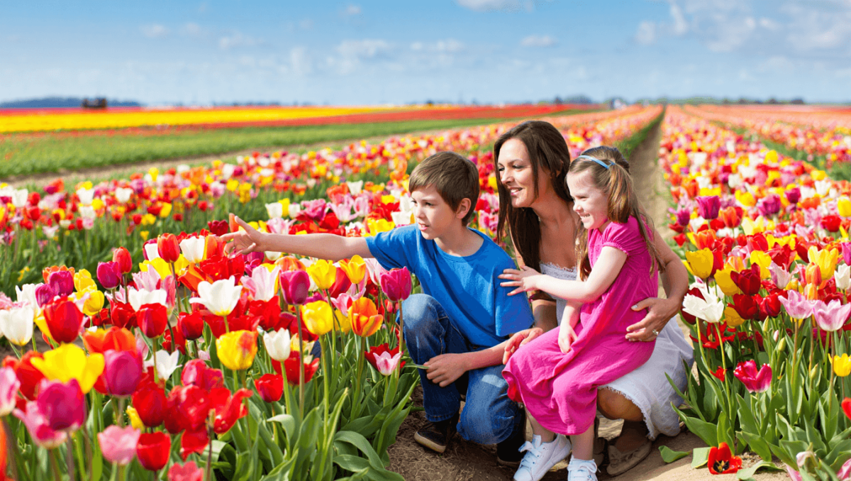 Campo de tulipanes en festival de Spring Grove