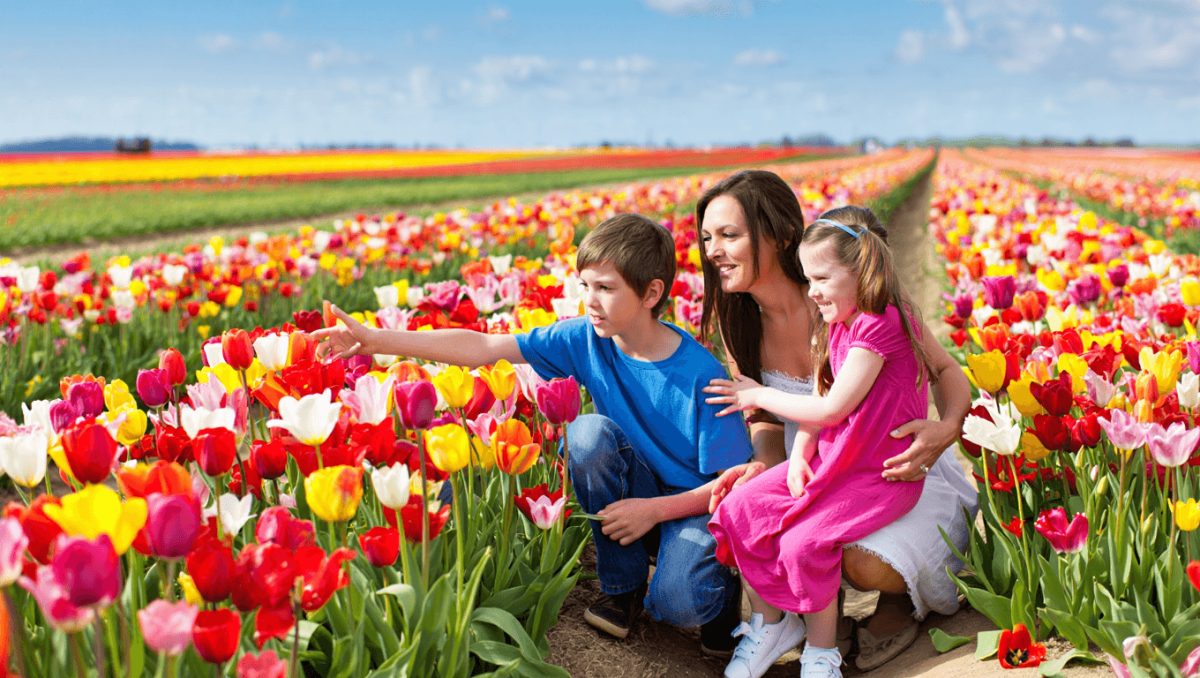 Campo de tulipanes en festival de Spring Grove
