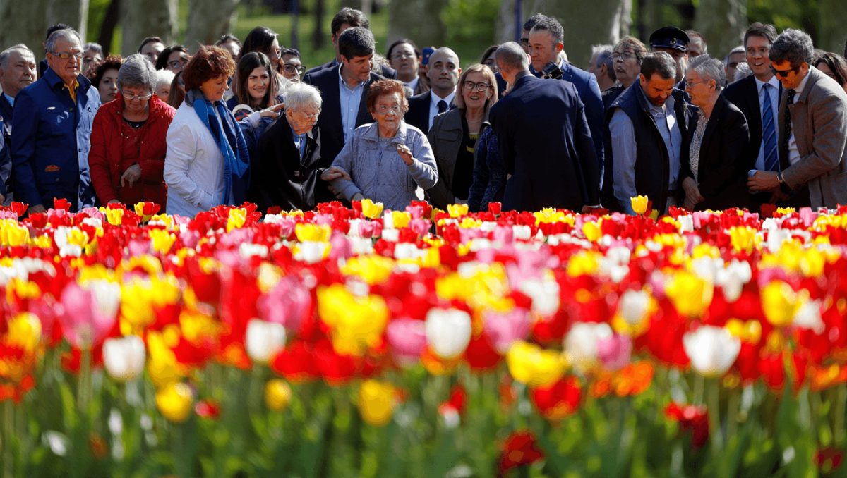 tulipanes por el Dia Mundial del Parkinson
