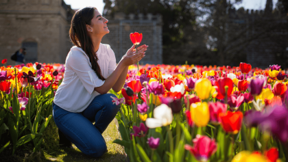 plantación de tulipanes