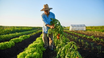 bioestimulante que mejora la productividad de cultivos