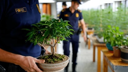bonsai de 25000 euros
