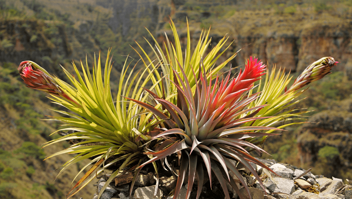 bromelias andinas