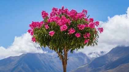 chicala rosado delostoma integrifolium