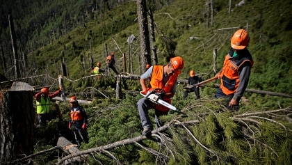 Trabajos de retirada de pinos secos en Serra Gelada