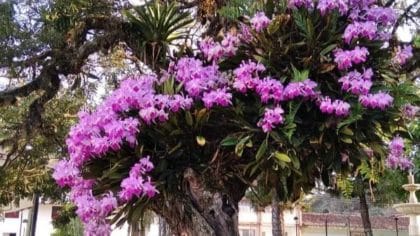 orquideas dia nacional