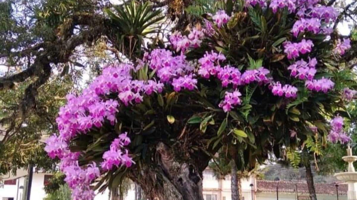 orquideas dia nacional