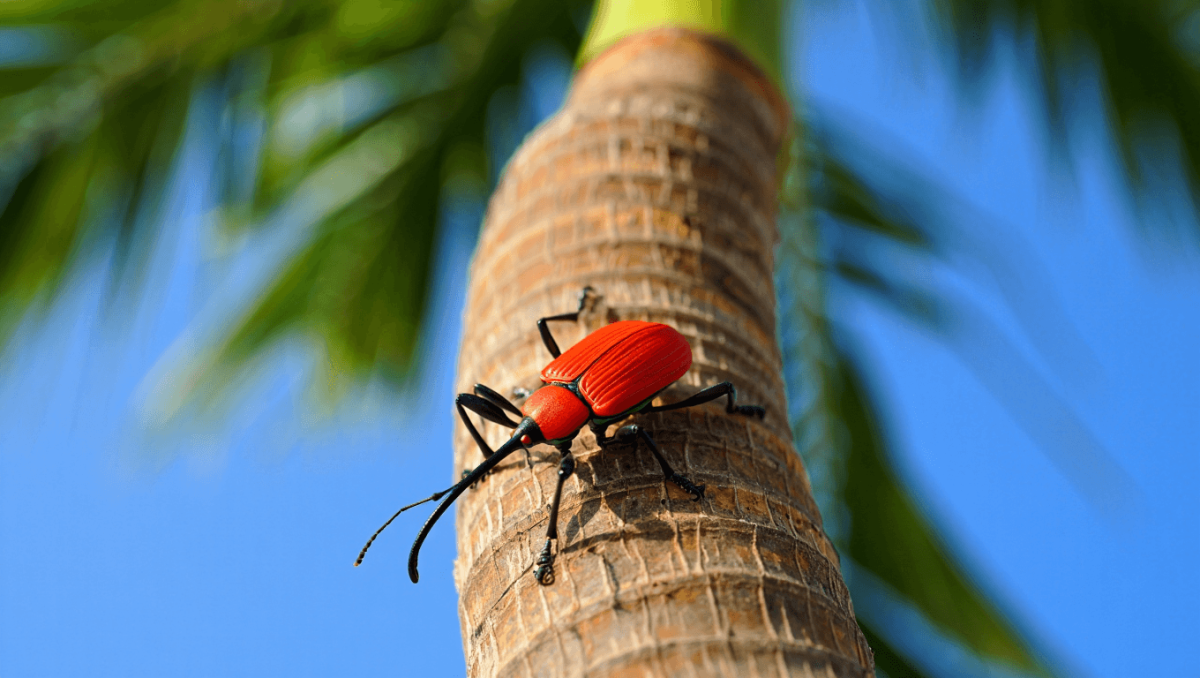 tratamiento contra el picudo rojo en palmeras