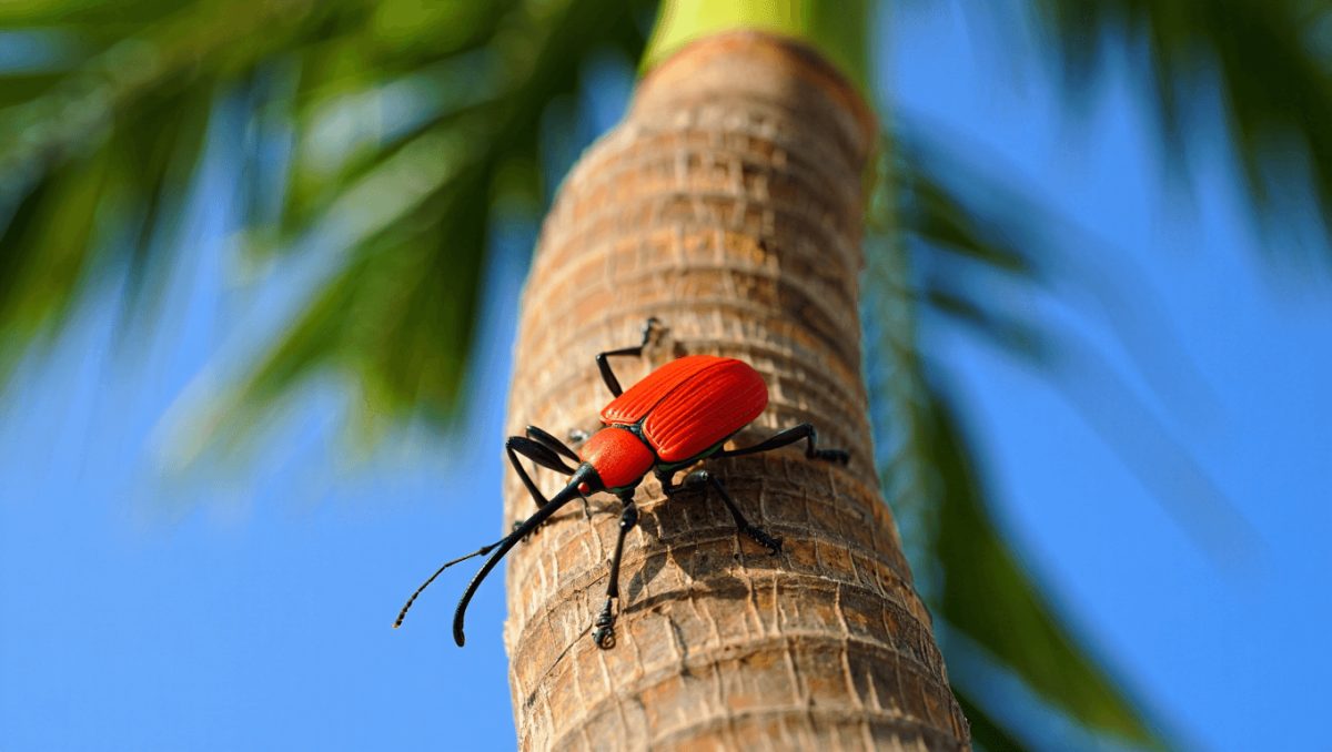 tratamiento contra el picudo rojo en palmeras