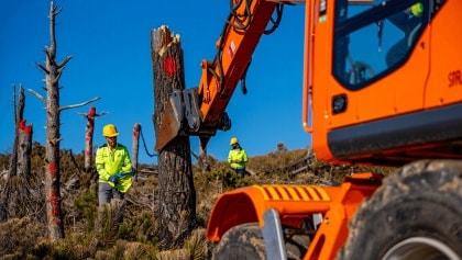 trabajos de retirada de pinos secos en paraje natural