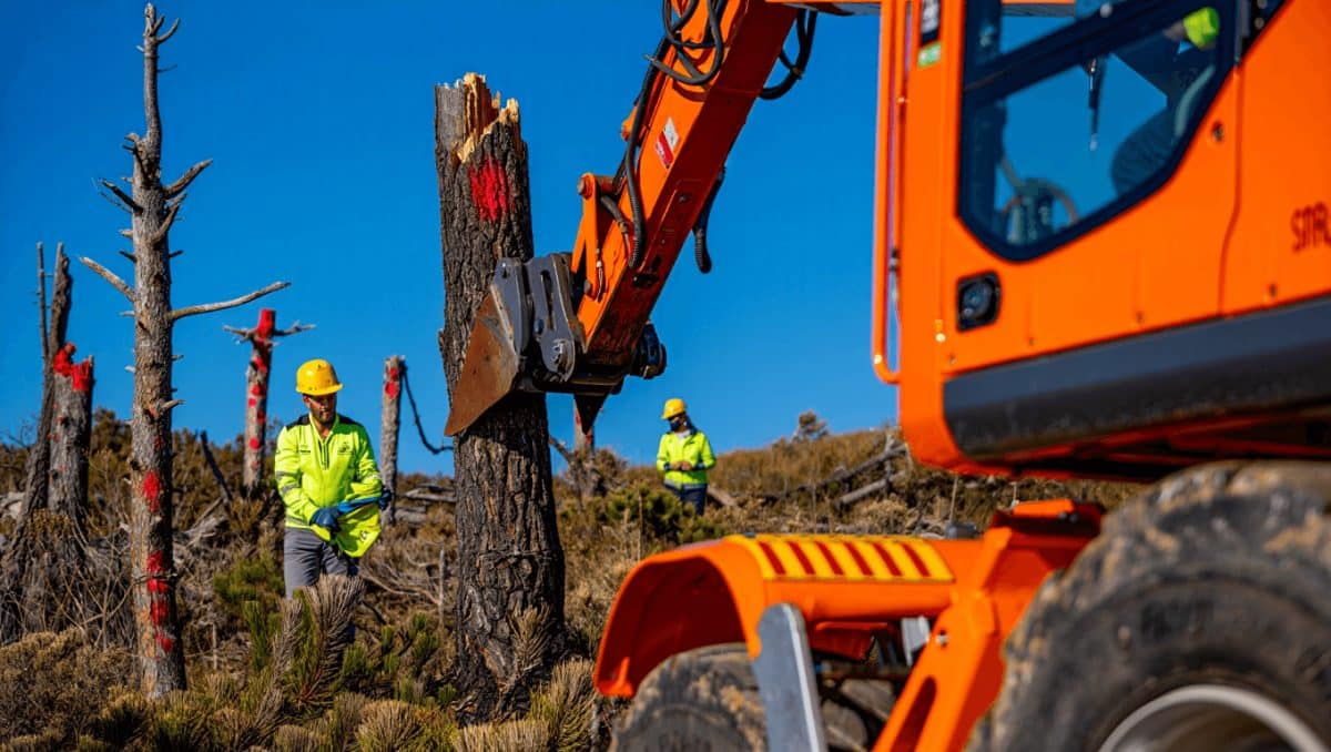 trabajos de retirada de pinos secos en paraje natural