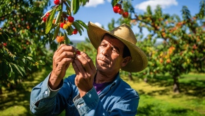 Cosecha de cerezas en el campo