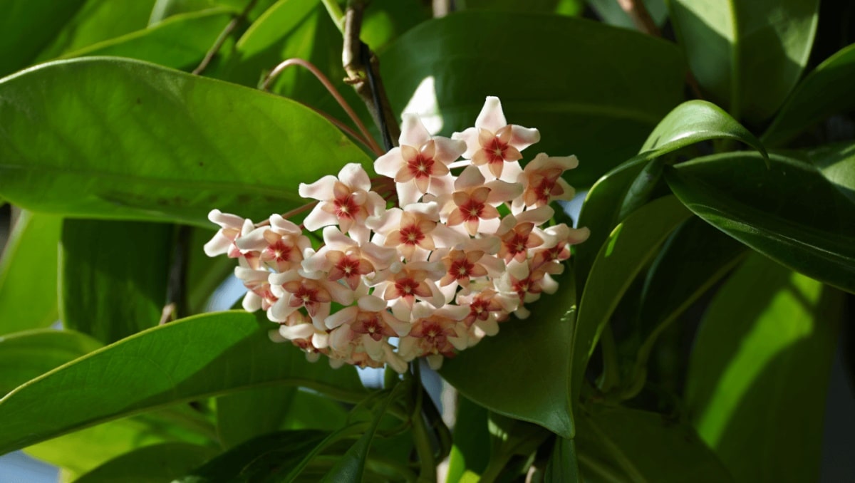 Hoya carnosa planta