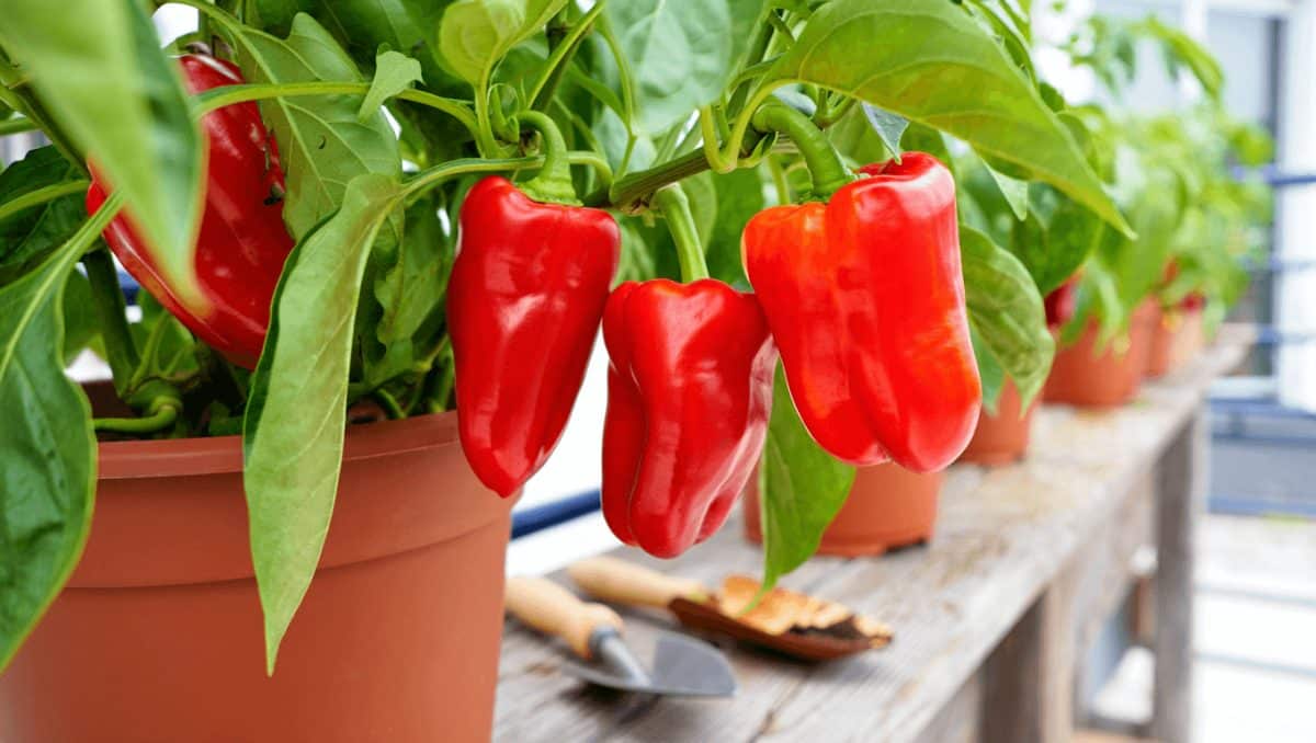 Cultivo de pimientos