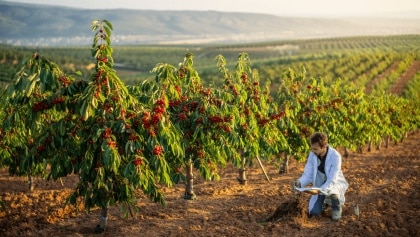 Cultivo del cerezo en el Jerte